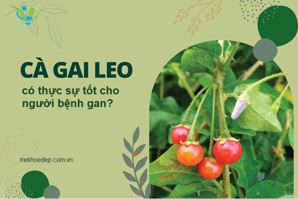 Cà gai leo - Thức uống bổ dưỡng cho người bệnh gan