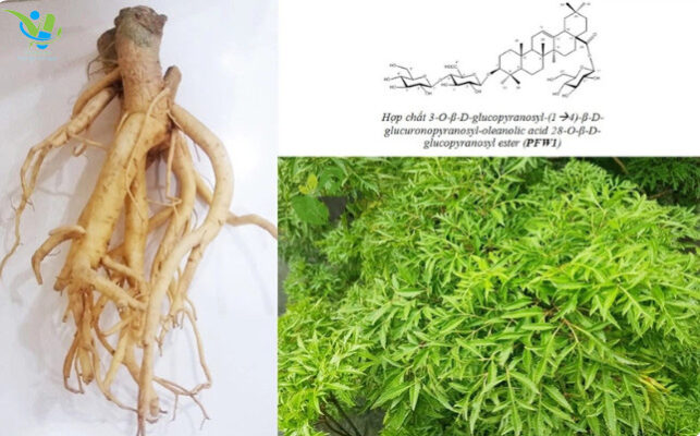 Cây đinh lăng - thảo dược quý của người Việt Cây đinh lăng - thảo dược quý của người Việt