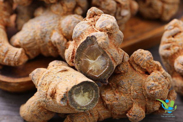 Củ tam thất bắc được sử dụng như thế nào? Củ tam thất bắc được sử dụng như thế nào?