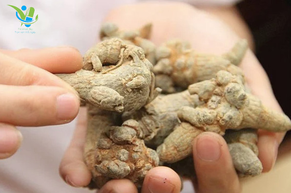 Có thể sử dụng 1 mình hoặc phối hợp với các dược liệu khác tùy thuộc vào công dụng bạn đang muốn hướng tới. Có thể sử dụng 1 mình hoặc phối hợp với các dược liệu khác tùy thuộc vào công dụng bạn đang muốn hướng tới.