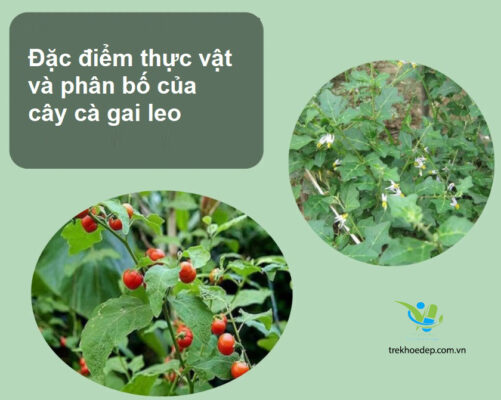 Đặc điểm thực vật và phân bố của cây cà gai leo