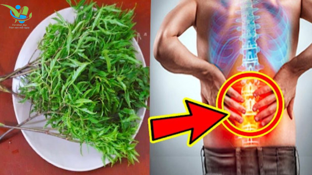 Đinh lăng chữa đau nhức xương khớp Đinh lăng chữa đau nhức xương khớp