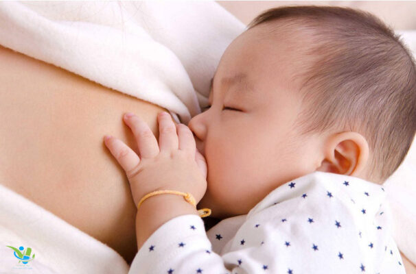 Đinh lăng giúp tăng tiết sữa ở phụ nữ sau sinh Đinh lăng giúp tăng tiết sữa ở phụ nữ sau sinh