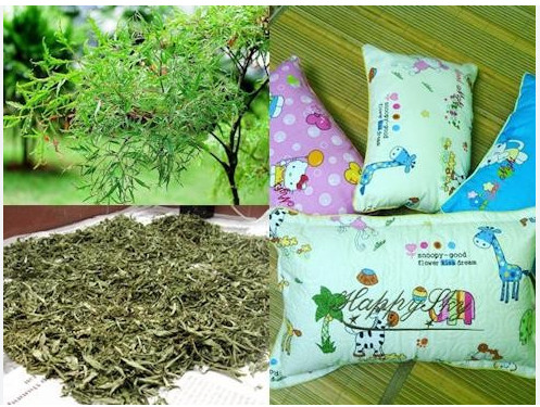 Không những được uống trực tiếp vào cơ thể. Lá còn có thể sử dụng làm gối giúp giấc ngủ sâu hơn Không những được uống trực tiếp vào cơ thể. Lá còn có thể sử dụng làm gối giúp giấc ngủ sâu hơn