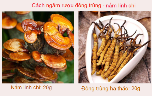 Ngâm trùng thảo với nấm linh chi Ngâm trùng thảo với nấm linh chi