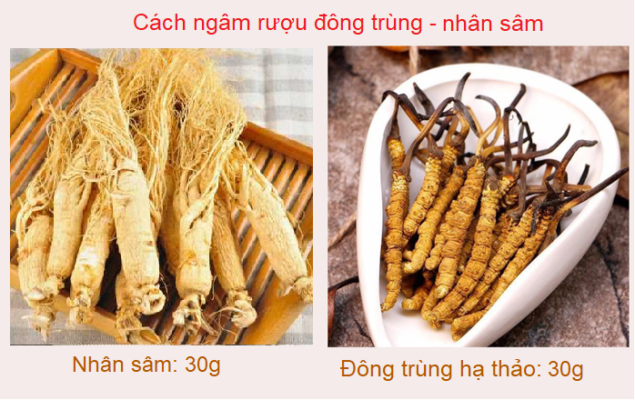 Ngâm đông trùng hạ thảo với nhân sâm Ngâm đông trùng hạ thảo với nhân sâm