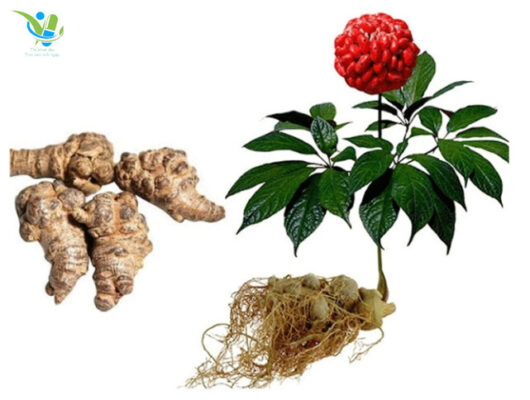 Tam thất là một loại thảo mộc quý Tam thất là một loại thảo mộc quý