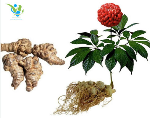 Cây tam thất bắc và củ tam thất bắc Cây tam thất bắc và củ tam thất bắc