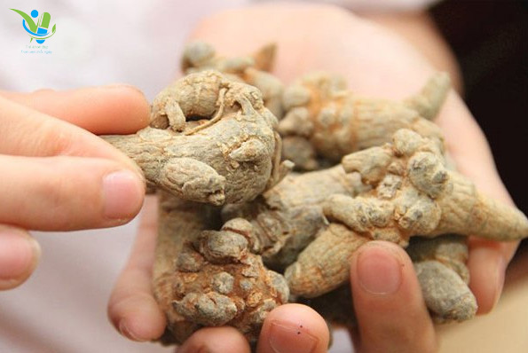 Củ tam thất là gì? Củ tam thất là gì?