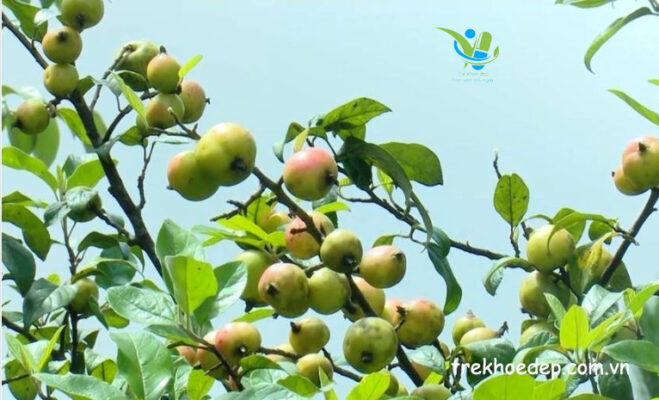 Phân biệt Sơn tra Việt Nam và sơn tra Trung Quốc Phân biệt Sơn tra Việt Nam và sơn tra Trung Quốc