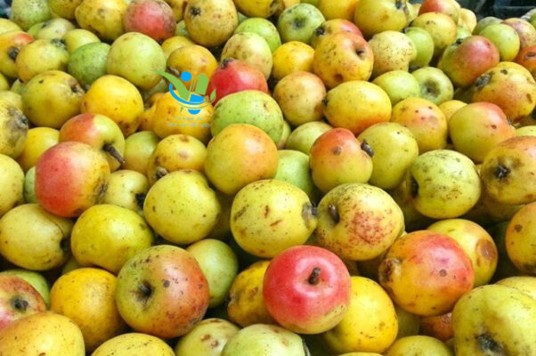 Những lưu ý khi sử dụng sơn tra Việt Nam Những lưu ý khi sử dụng sơn tra Việt Nam