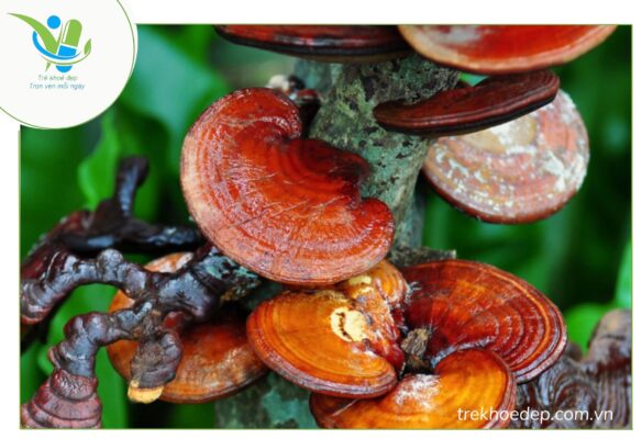 Nấm linh chi chữa gan nhiễm mỡ