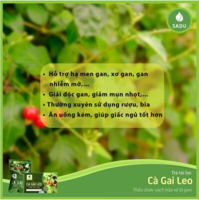 Trà cà gai leo - thảo dược sạch bảo vệ gan Trà cà gai leo - thảo dược sạch bảo vệ gan