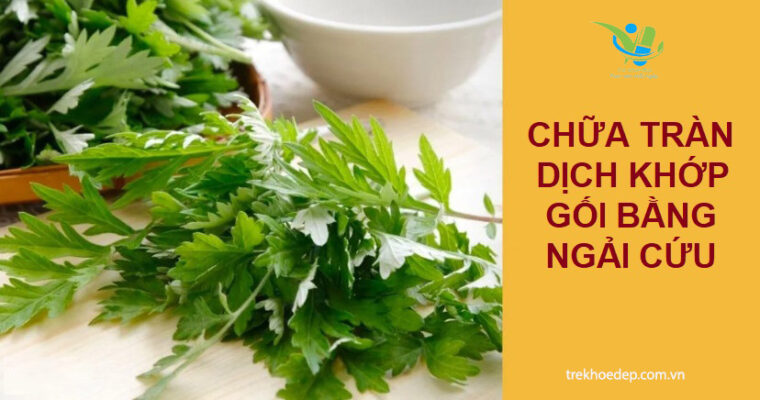 Chữa tràn dịch khớp gối bằng ngải cứu có hiệu quả không? Chữa tràn dịch khớp gối bằng ngải cứu có hiệu quả không?