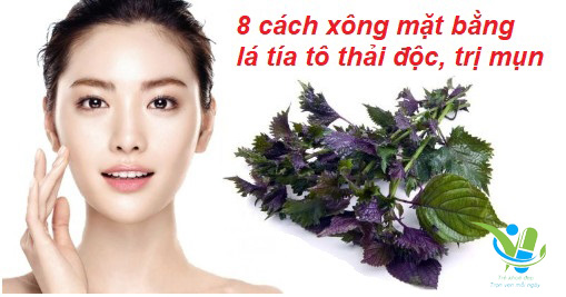 Xông mặt bằng lá tía tô thải độc, trị mụn Xông mặt bằng lá tía tô thải độc, trị mụn