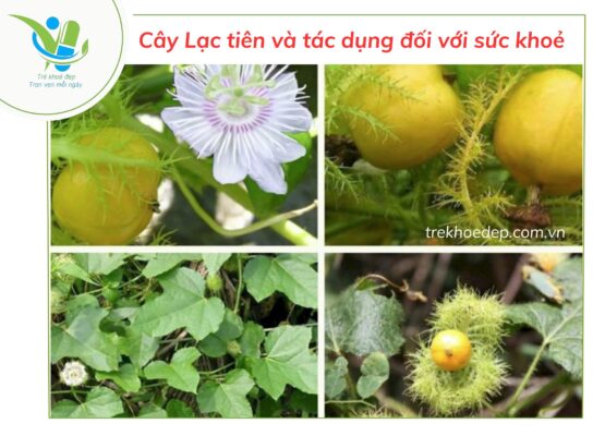 Cây lạc tiên có tác dụng gì?