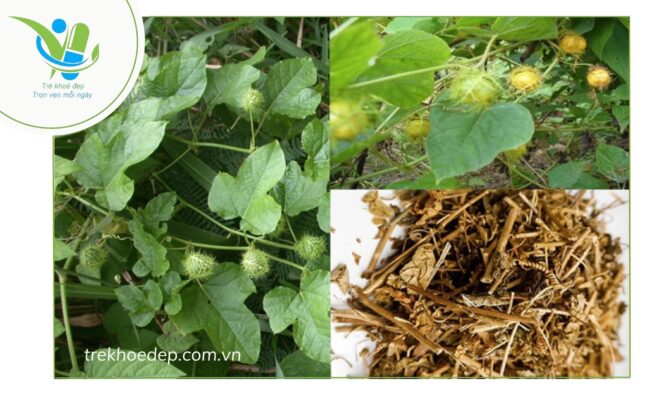 Một số bài thuốc dân gian 